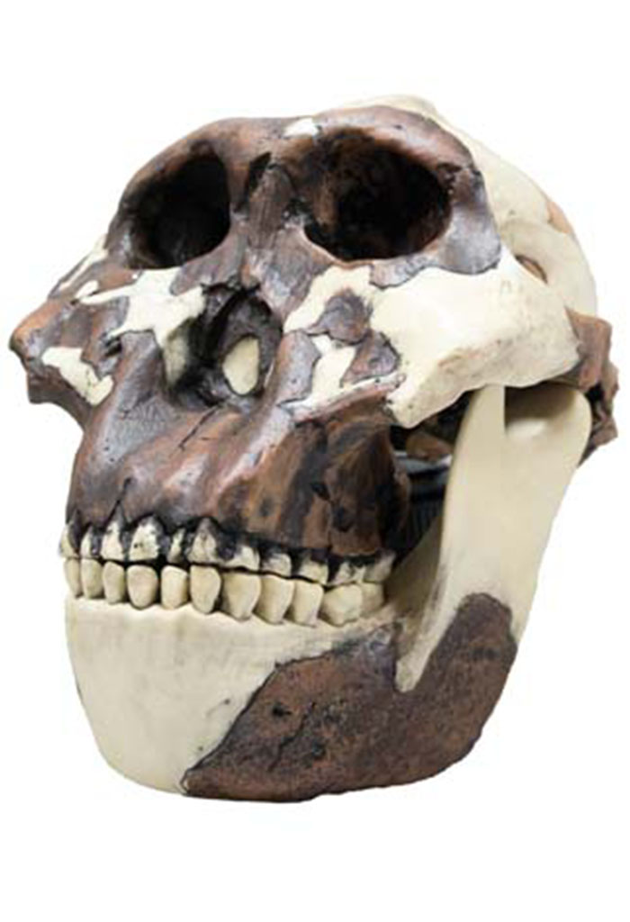 Réplica de cráneo de homínido. Prácticamente no tiene frente. Los pómulos son muy marcados. El maxilar superior y la mandíbula conforman la parte más amplia de este cráneo