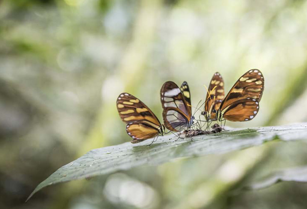 Grupo de mariposas de las especies Greta oto e Ithomia heraldica se alimentan de los restos de otro insecto sobre una hoja