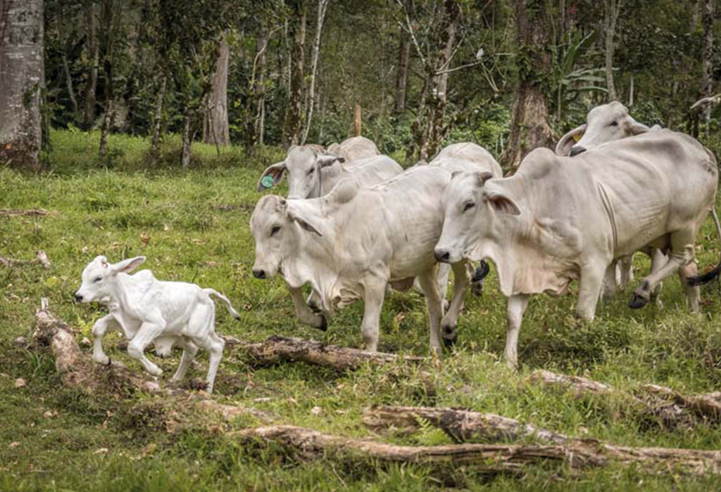 Grupo de bueyes adultos más una cría de este animal caminan por la finca que forma parte del proyecto de ganadería, el cual pone animales de gran calidad a disposición de pequeños productores(as)